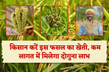 Ragi Cultivation: किसान धान की खेती छोड़ करें इस फसल का खेती, कम खाद, पानी व कीटनाशक के साथ मिलेगा दोगुना लाभ, MSP रेट में 596 रुपए का बढ़ोत्तरी