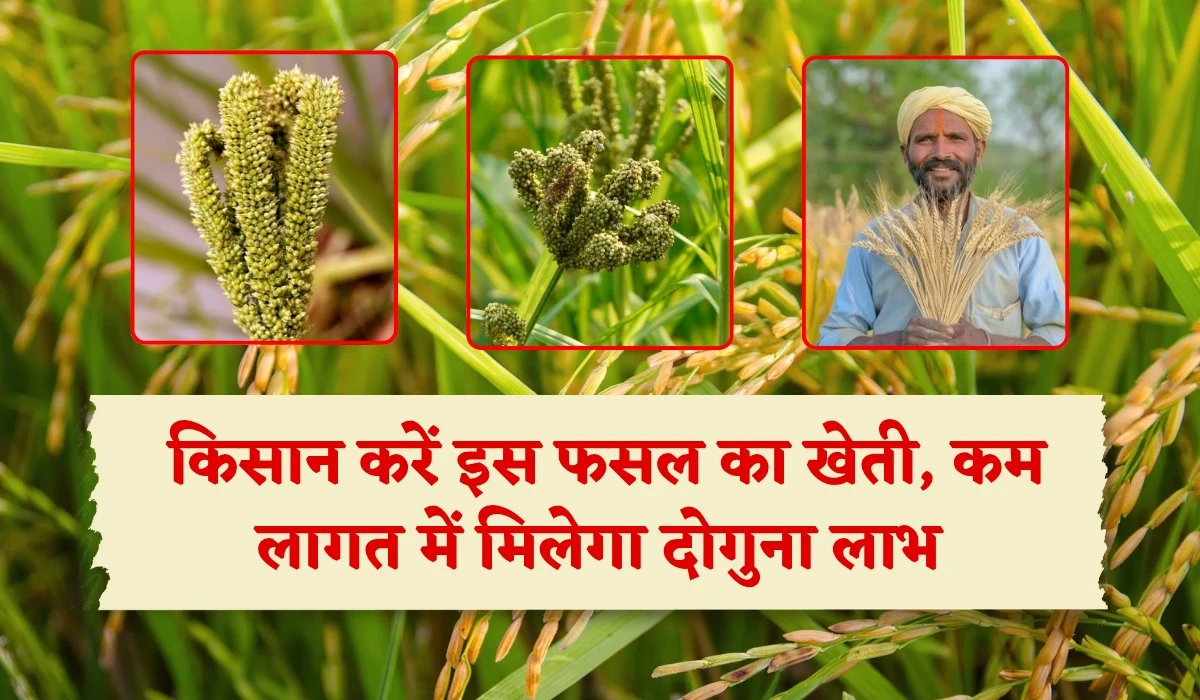 Ragi Cultivation: किसान धान की खेती छोड़ करें इस फसल का खेती, कम खाद, पानी व कीटनाशक के साथ मिलेगा दोगुना लाभ, MSP रेट में 596 रुपए का बढ़ोत्तरी