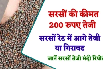 Sarso Rate Bhavishya: सप्ताहभर में सरसों की कीमत 200 रुपए तेजी, मजबूत फंडार्मेटल से आगे तेजी या गिरावट, जानें सरसों तेजी मंदी रिपोर्ट