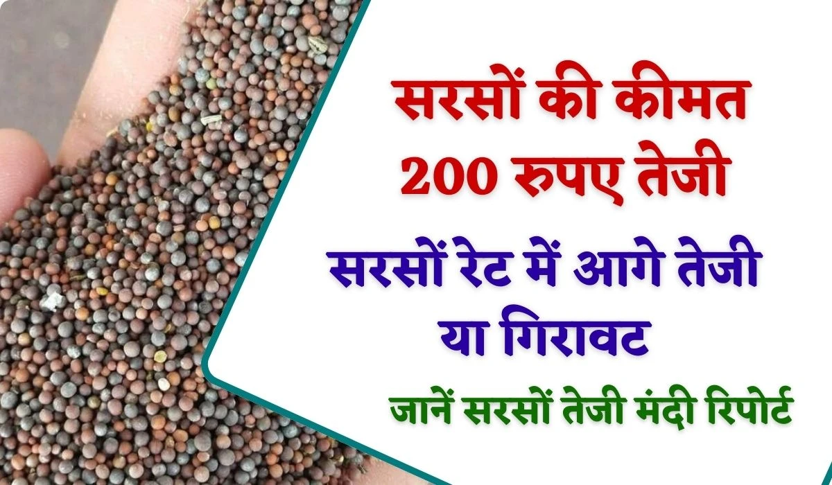 Sarso Rate Bhavishya: सप्ताहभर में सरसों की कीमत 200 रुपए तेजी, मजबूत फंडार्मेटल से आगे तेजी या गिरावट, जानें सरसों तेजी मंदी रिपोर्ट