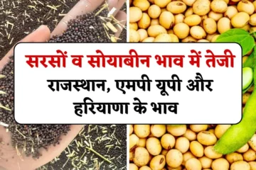 Sarso Soyabean Rate: सरसों व सोयाबीन भाव में तेजी, जानें राजस्थान, एमपी यूपी और हरियाणा के भाव 03 मई 2025