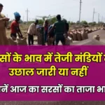 Aaj Sarso Mandi Bhav: सरसों के भाव में तेजी मंडियों में उछाल जारी या नहीं, जानें आज का सरसों का ताजा भाव