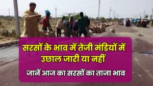 Aaj Sarso Mandi Bhav: सरसों के भाव में तेजी मंडियों में उछाल जारी या नहीं, जानें आज का सरसों का ताजा भाव