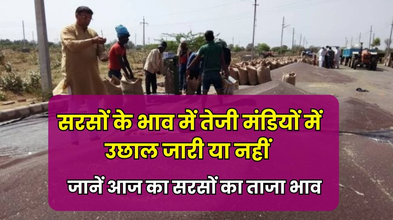 Aaj Sarso Mandi Bhav: सरसों के भाव में तेजी मंडियों में उछाल जारी या नहीं, जानें आज का सरसों का ताजा भाव