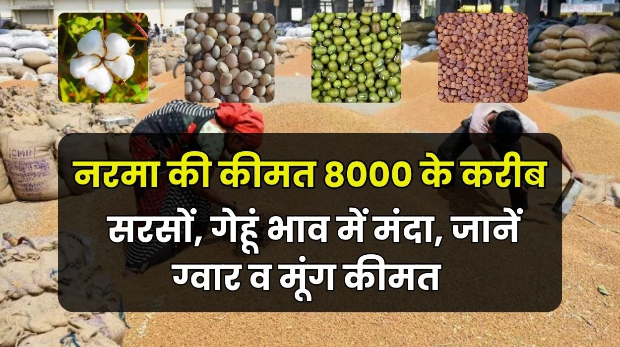 Aanj Mandi Bhav: राजस्थान, हरियाणा प्रदेश में सरसों, गेहूं भाव में मंदा, जानें ग्वार, सरसों व मूंग कीमत