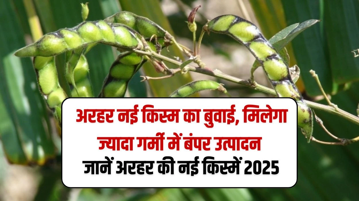 Arhar Sowing: किसान करें अरहर नई किस्म का बुवाई, मिलेगा ज्यादा गर्मी में बंपर उत्पादन, जानें अरहर की नई किस्में 2025
