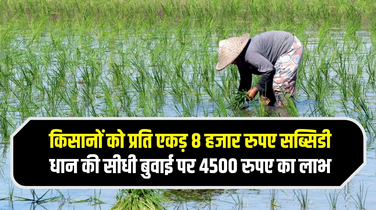Karnal Farmers lastest News: प्रदेश के किसानों को प्रति एकड़ 8 हजार रुपए सब्सिडी, धान की सीधी बुवाई पर 4500 रुपए का लाभ