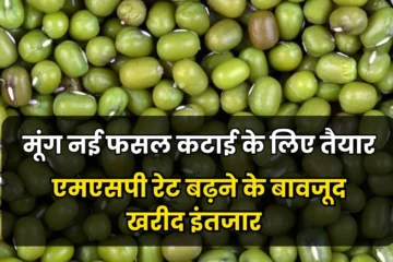 Mung MSP Purchase: मूंग नई फसल कटाई के लिए तैयार, एमएसपी रेट बढ़ने के बावजूद किसानों को MSP खरीद का इंतजार