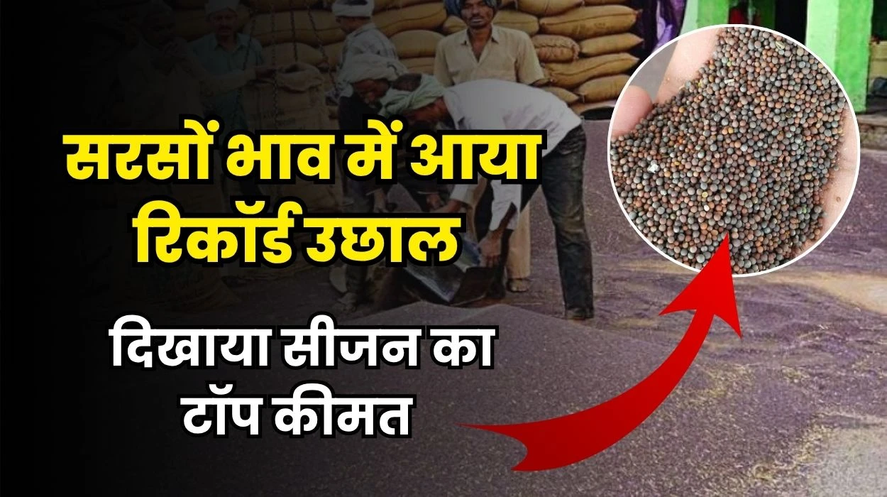 Mustard Mandi Price Today: सरसों भाव में रिकॉर्ड उछाल, दिखाया सीजन का टॉप कीमत, जानें सरसों भाव सहित तेजी मंदी रिपोर्ट
