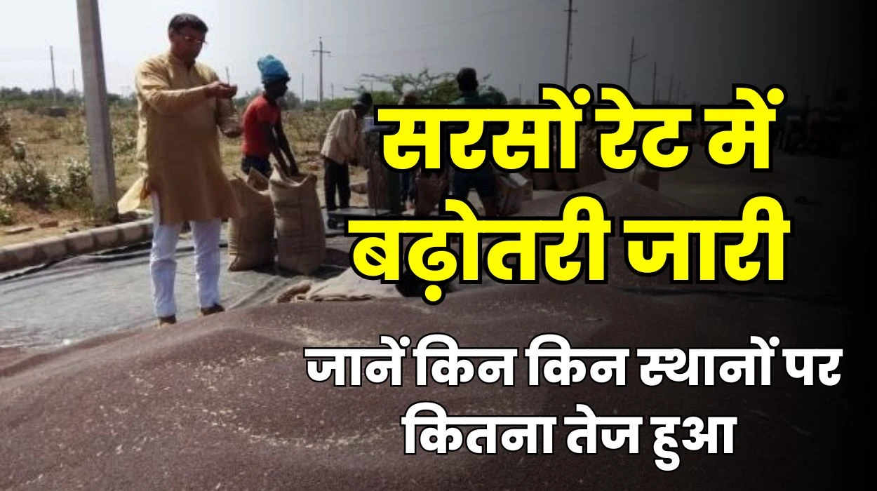 Mustard Price Increase Today : सरसों रेट में बढ़ोतरी जारी, जानें किन किन स्थानों पर कितना तेज हुआ आज का सरसों भाव