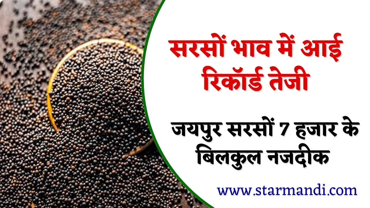 Mustard Price Trend Today: सरसों भाव में रिकॉर्ड तेजी, जयपुर सरसों 7 हजार के बिलकुल नजदीक, जानें आज सरसों के भाव