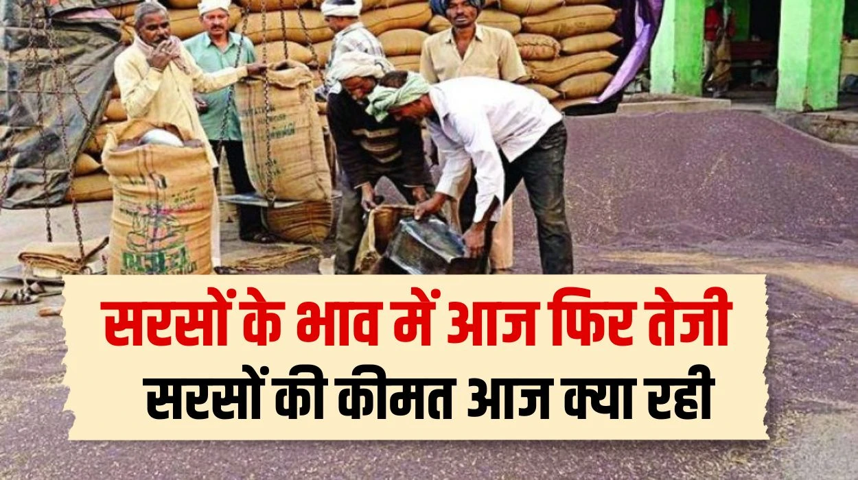 Sarso Mandi Rate: सरसों के भाव में आज फिर तेजी, जानें आज 14 जून को सरसों की कीमत आज क्या रहे