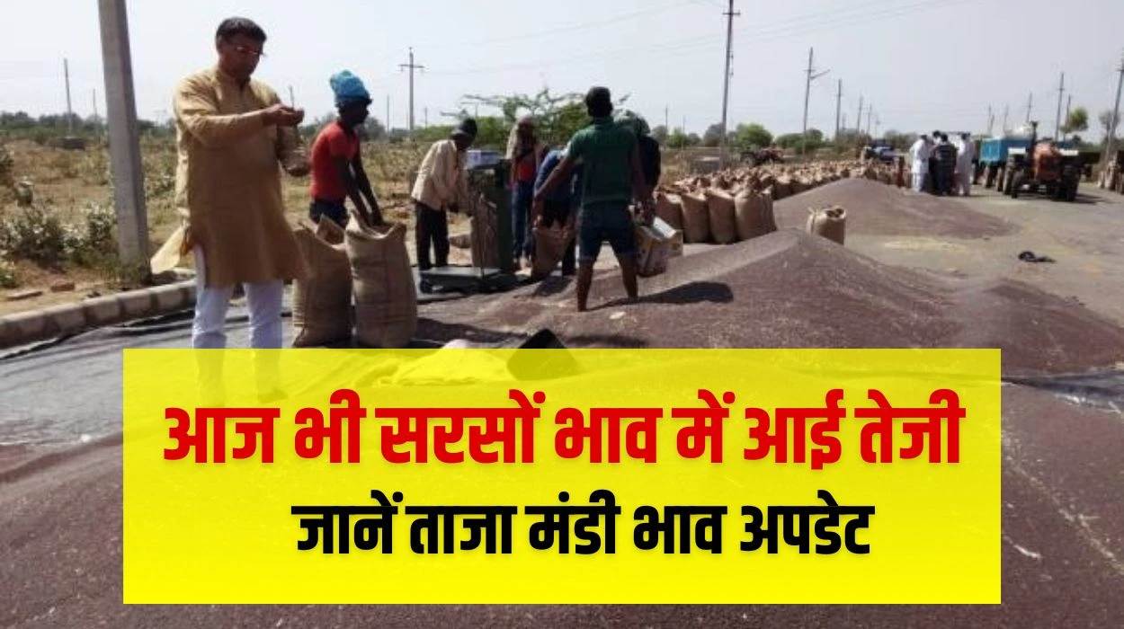 Sarson Ka Rate Today: आज भी सरसों भाव में आई तेजी, जानें राजस्थान, एमपी, हरियाणा व अन्य राज्यों में सरसों रेट