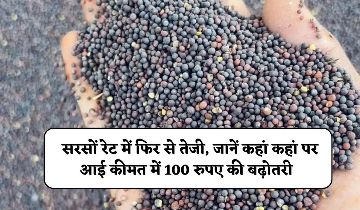Today Sarso Mandi: सरसों रेट में फिर से तेजी, जानें कहां कहां पर आई कीमत में 100 रुपए की बढ़ोतरी