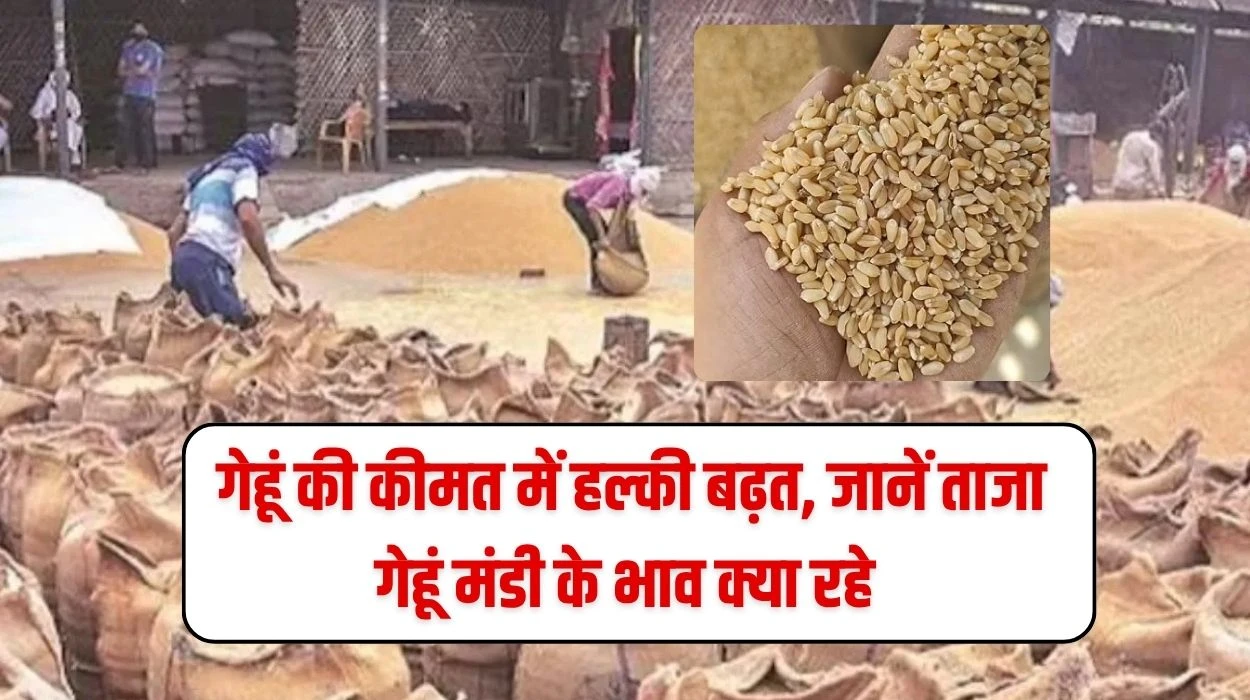 Wheat Mandi Rate Today: गेहूं की कीमत में हल्की बढ़त, जानें ताजा गेहूं मंडी के भाव क्या रहे