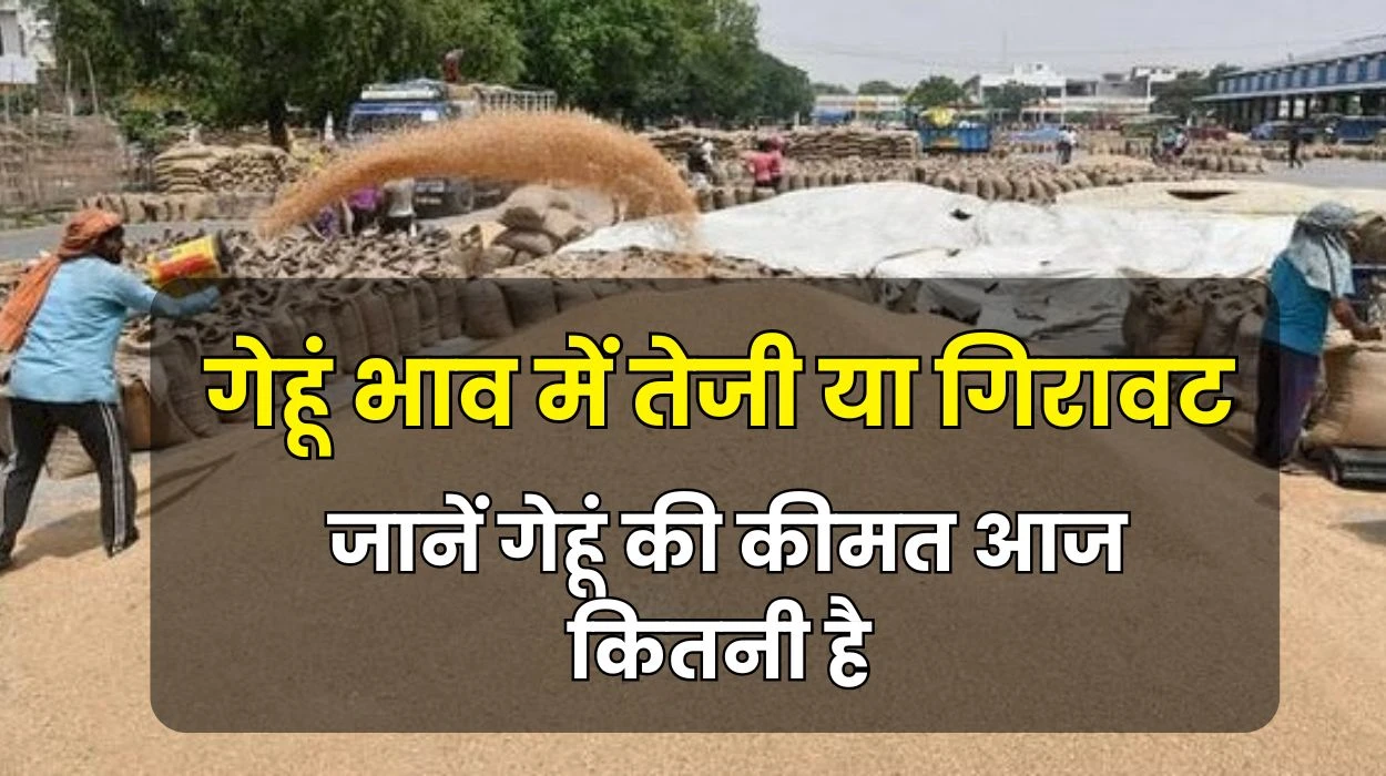 Wheat Price: गेहूं भाव में तेजी या गिरावट, जानें गेहूं की कीमत आज कितनी है, ताजा अपडेट