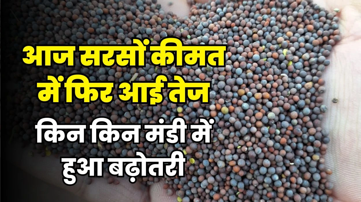 आज सरसों कीमत में फिर आई तेज, किन किन मंडी में हुआ बढ़ोतरी, जानें ताजा सरसों का रेट क्या है