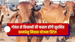 एमपी सरकार ने गोवंश को लेकर बनाया शानदार प्लान, किसानों की फसल होंगी सुरक्षित, जानें कामधेनु निवास योजना डिटेल