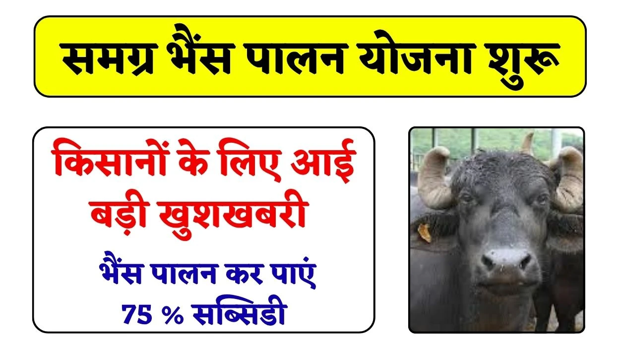 किसानों के पास शानदार मौका, भैंस पालन कर पाएं 75 प्रतिशत सब्सिडी, जल्दी करे आवेदन, जानें समग्र भैंस पालन योजना पूरी डिटेल
