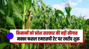 किसानों को प्रदेश सरकार की बड़ी सौगात, मक्का की फसल एमएसपी रेट पर खरीद शुरू, जानें मक्का एमएसपी पर खरीद प्रक्रिया