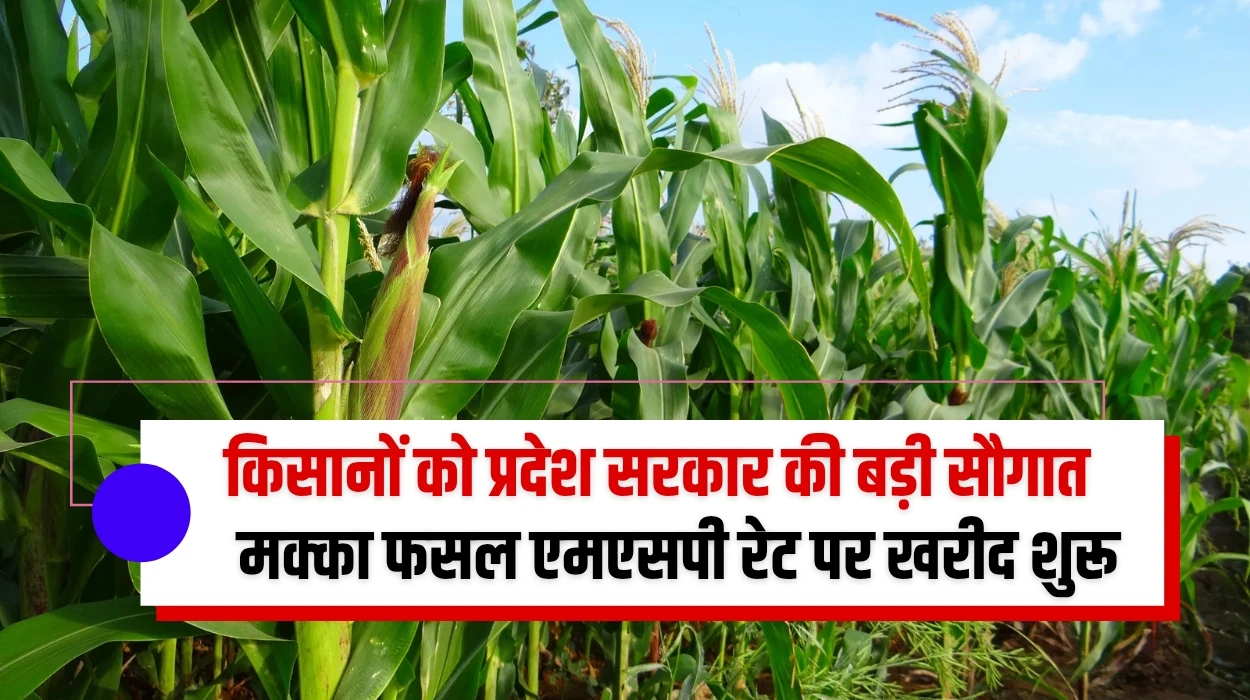 किसानों को प्रदेश सरकार की बड़ी सौगात, मक्का की फसल एमएसपी रेट पर खरीद शुरू, जानें मक्का एमएसपी पर खरीद प्रक्रिया