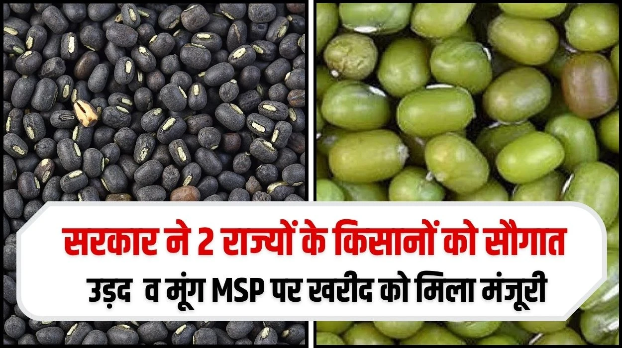 केंद्र सरकार ने 2 राज्यों में उड़द व मूंग MSP पर खरीद को मिला मंजूरी, किसानों को मिलेगा एमएसपी रेट, जानें पूरी अपडेट
