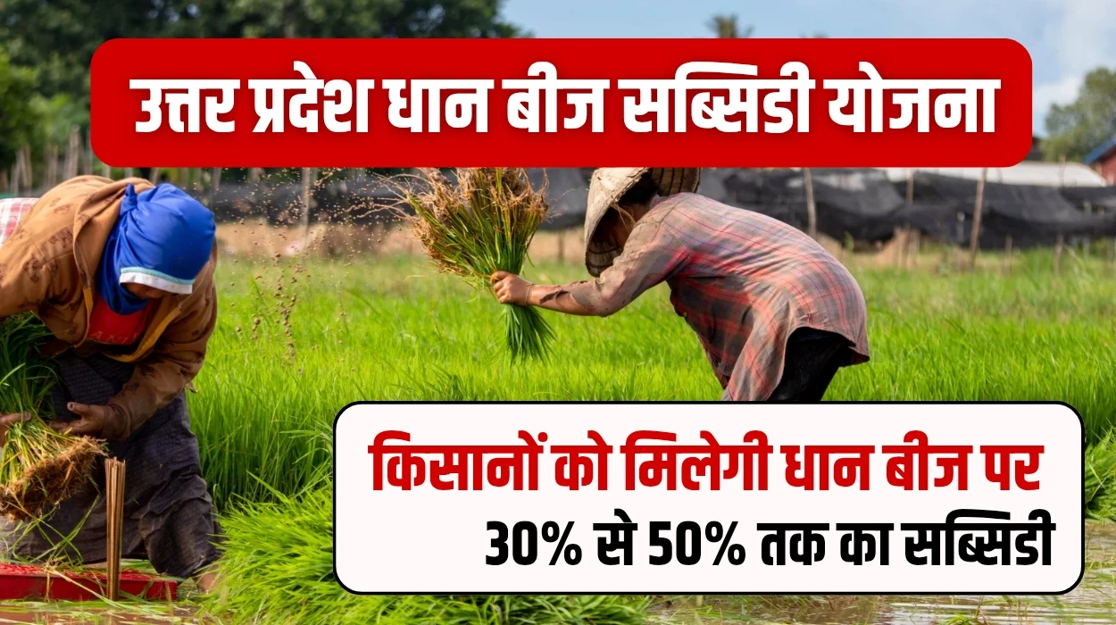 धान के किसानों को होने वाली है मौज, प्रदेश सरकार देने जा रही 30% से 50% तक का सब्सिडी, जानें उत्तर प्रदेश धान बीज सब्सिडी योजना