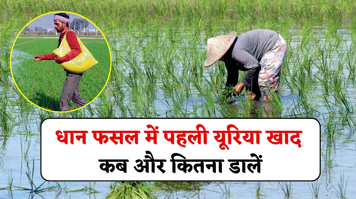धान फसल में पहली यूरिया खाद कब और कितना डालें, किसान अपनी फसल में अपनाए ये तरीका, जानें पूरी डिटेल में