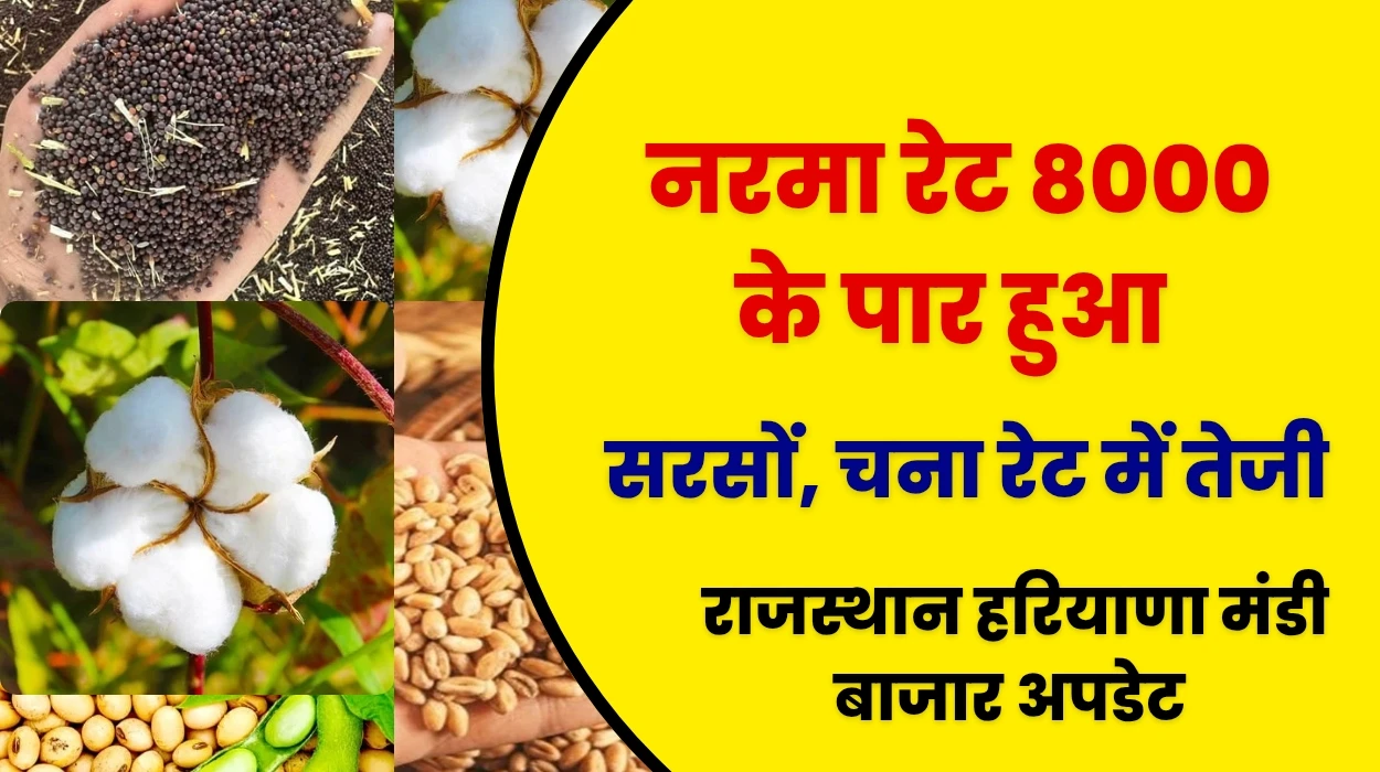 नरमा रेट 8000 के पार, सरसों, चना रेट में तेजी, गेहूं मूंग और ग्वार सहित राजस्थान हरियाणा मंडी बाजार अपडेट