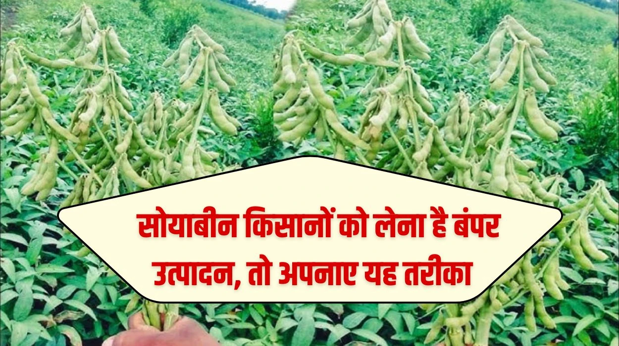 मानसून के पहुंचने पर अच्छी बारिश, सोयाबीन की बुवाई में किसानों को लेना है बंपर उत्पादन, तो अपनाए यह तरीका