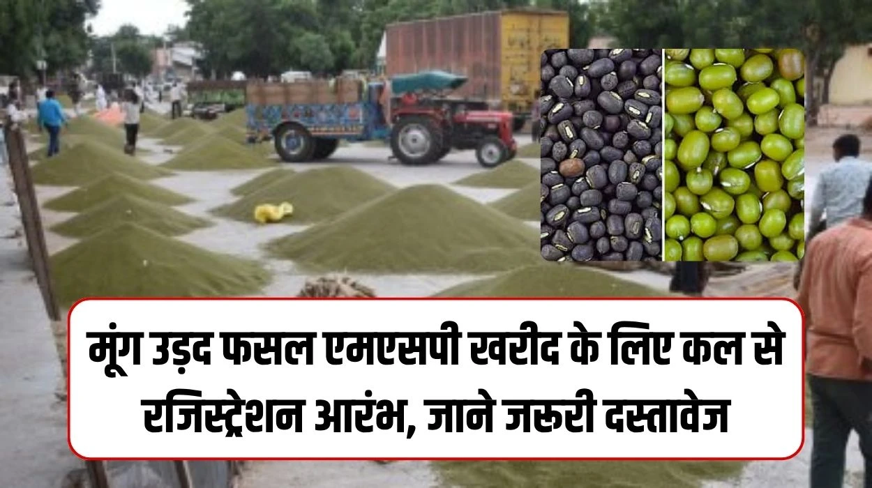 मूंग उड़द फसल एमएसपी खरीद के लिए कल से रजिस्‍ट्रेशन आरंभ, जाने किन-किन दस्तावेजों की आवश्यकता, जानें किसान मूंग उड़द पंजीकरण 2025