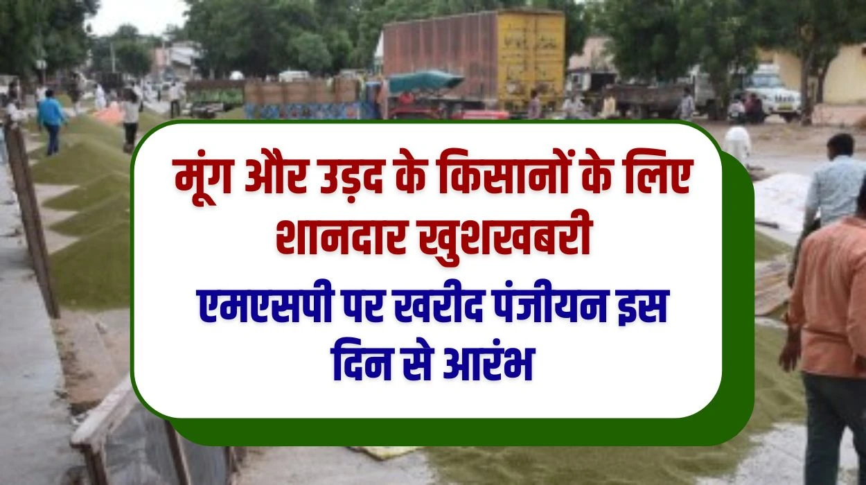 मूंग और उड़द के किसानों के लिए शानदार खुशखबरी, न्यूनतम समर्थन मूल्य पर खरीद पंजीयन इस दिन से आरंभ, जानें मूंग उड़द सरकारी खरीद एमपी