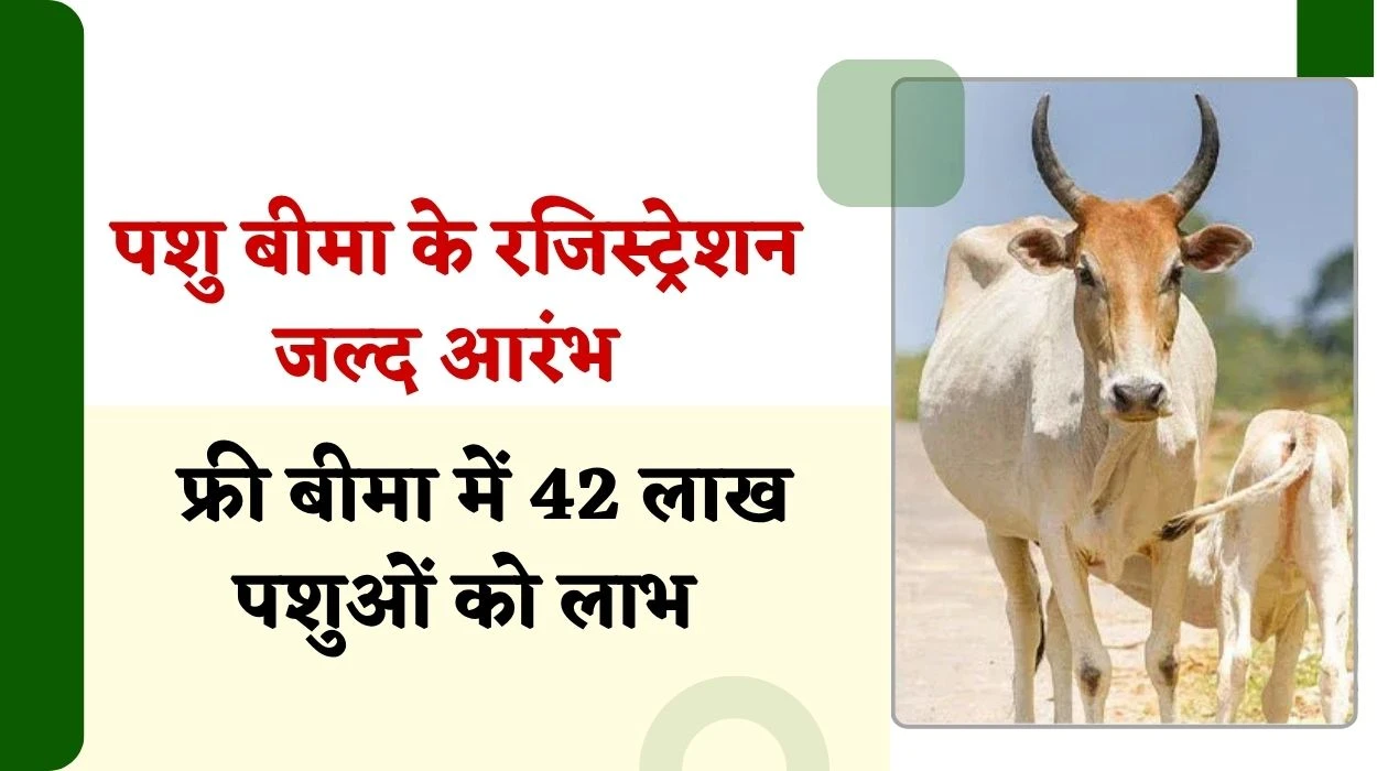 राजस्थान सरकार जल्द करेगी पशु बीमा के रजिस्ट्रेशन आरंभ, फ्री बीमा में 42 लाख पशुओं होगें शामिल