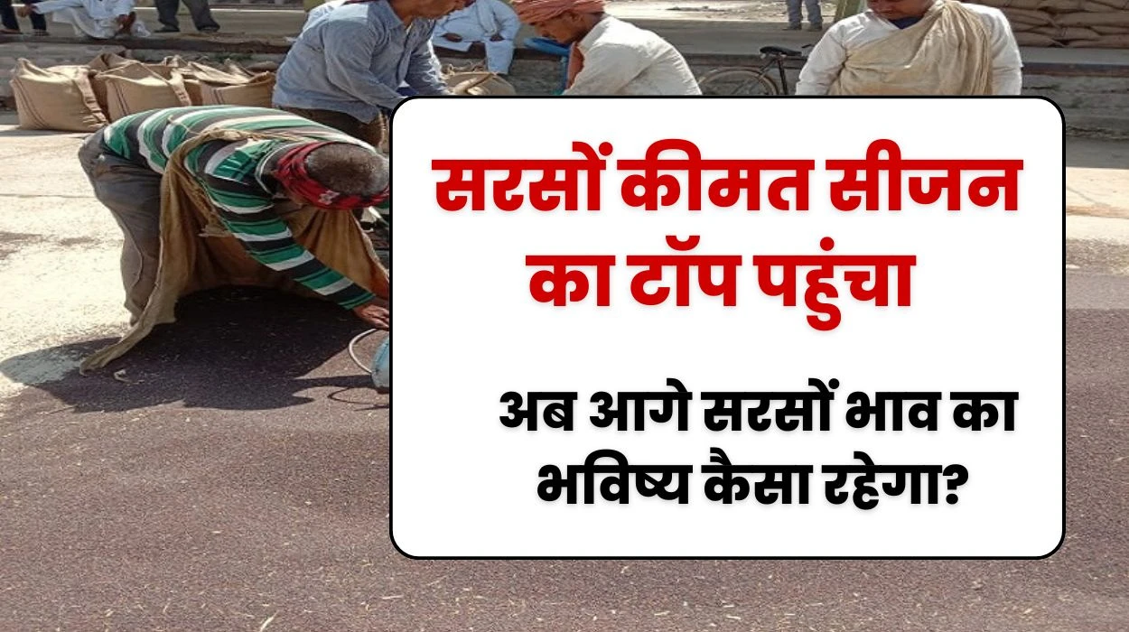 सरसों की कीमत सीजन के टॉप स्तर पर पहुंची, अब आगे सरसों भाव का भविष्य कैसा रहेगा?, जानें सरसों रेट तेजी मंदी रिपोर्ट