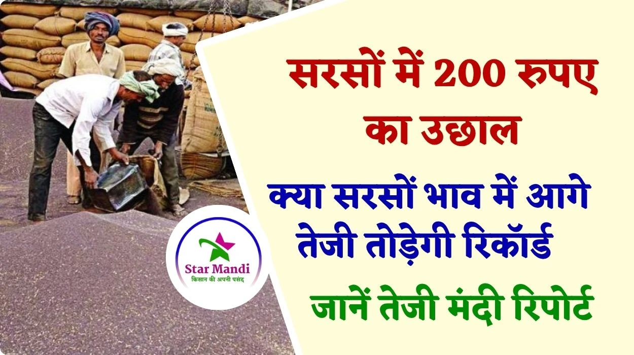 सरसों कीमत में 200 रुपए का उछाल, क्या सरसों भाव में आगे तेजी तोड़ेगी रिकॉर्ड, जानें सरसों का भाव भविष्य 2025