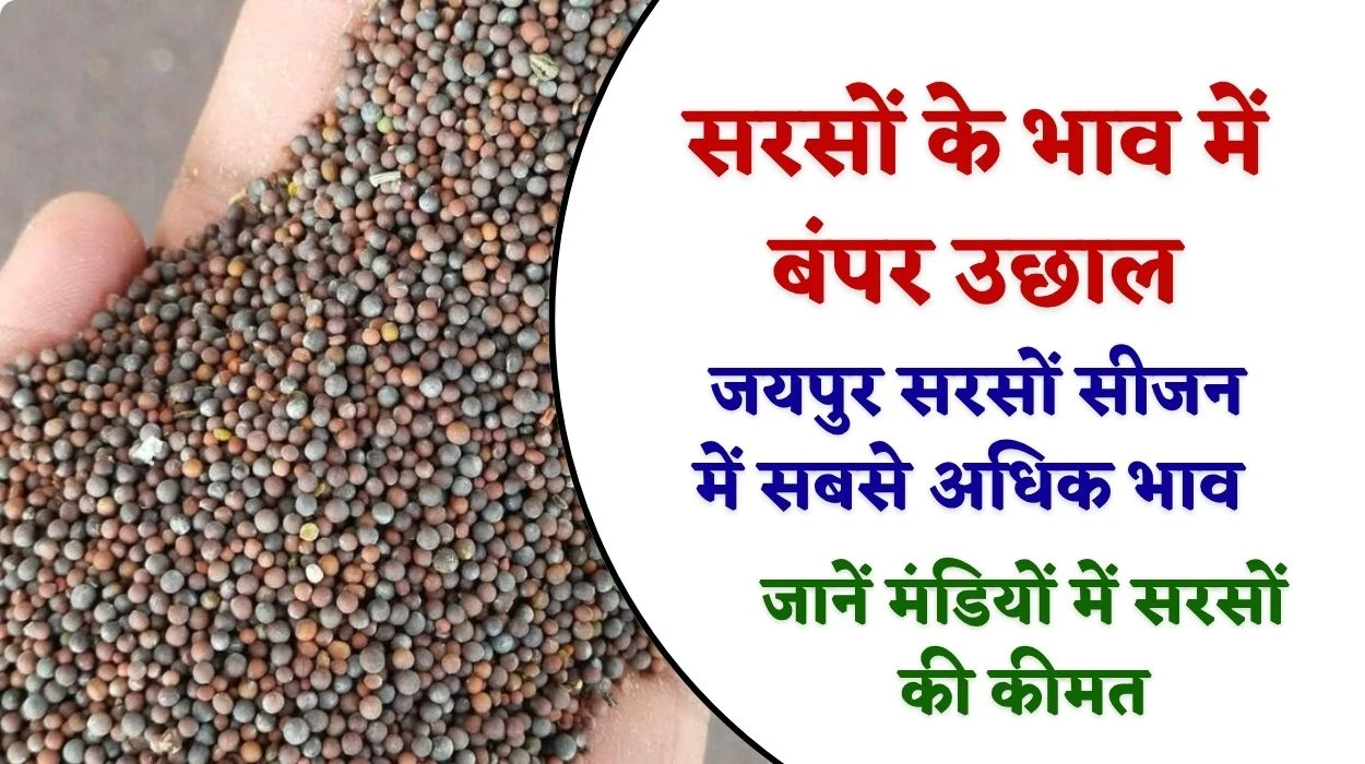 सरसों के भाव में बंपर उछाल, जयपुर सरसों कीमत सीजन में सबसे अधिक, जानें मंडियों में सरसों की कीमत