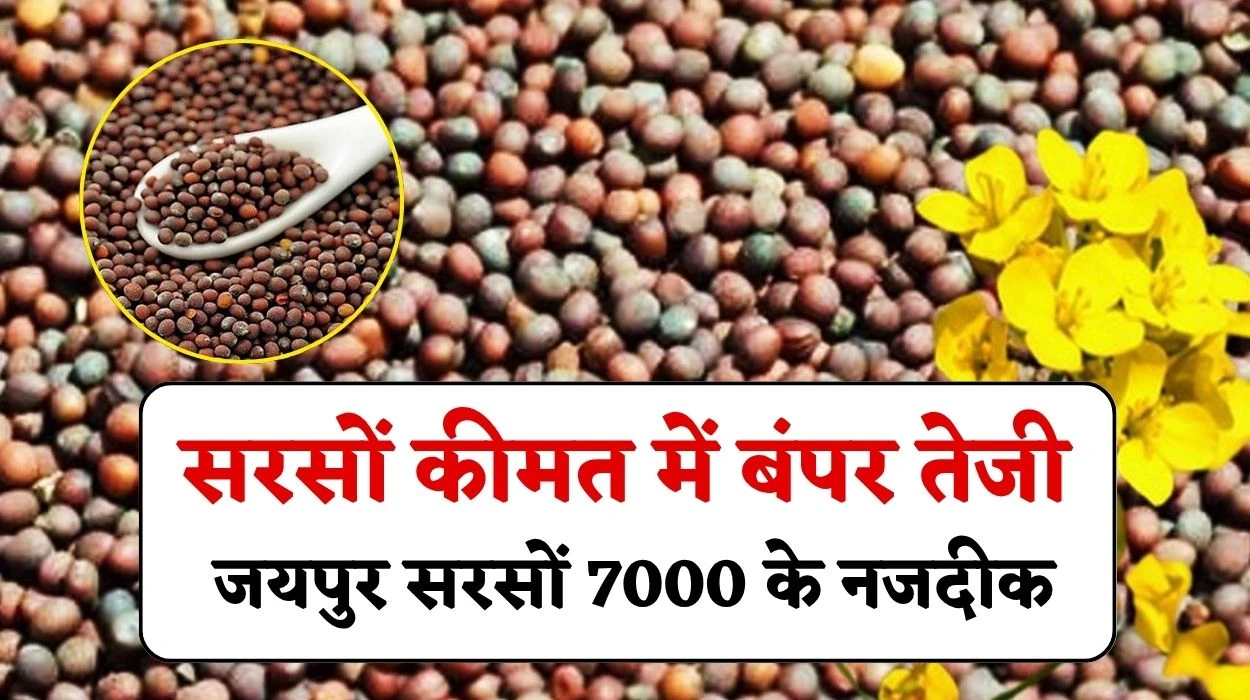 सरसों में बंपर तेजी, सीजन का सबसे अधिकतम रेट पहुंचा, जयपुर सरसों 7000 के बेहद नजदीकी, जानें सरसों का आज का व्यापार भाव