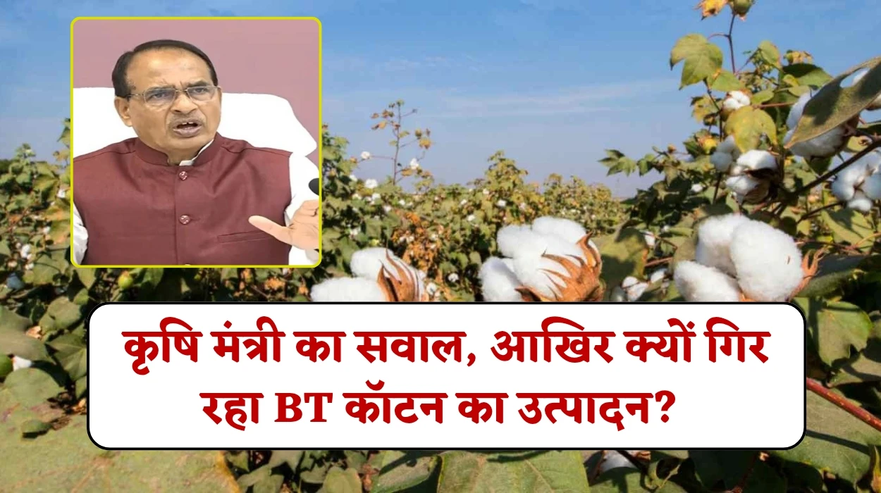 BT cotton Yield: देश में बीटी कॉटन का उत्पादन लगातार कमजोर, कृषि मंत्री का सवाल, आखिर क्यों गिर रहा BT कॉटन का उत्पादन?