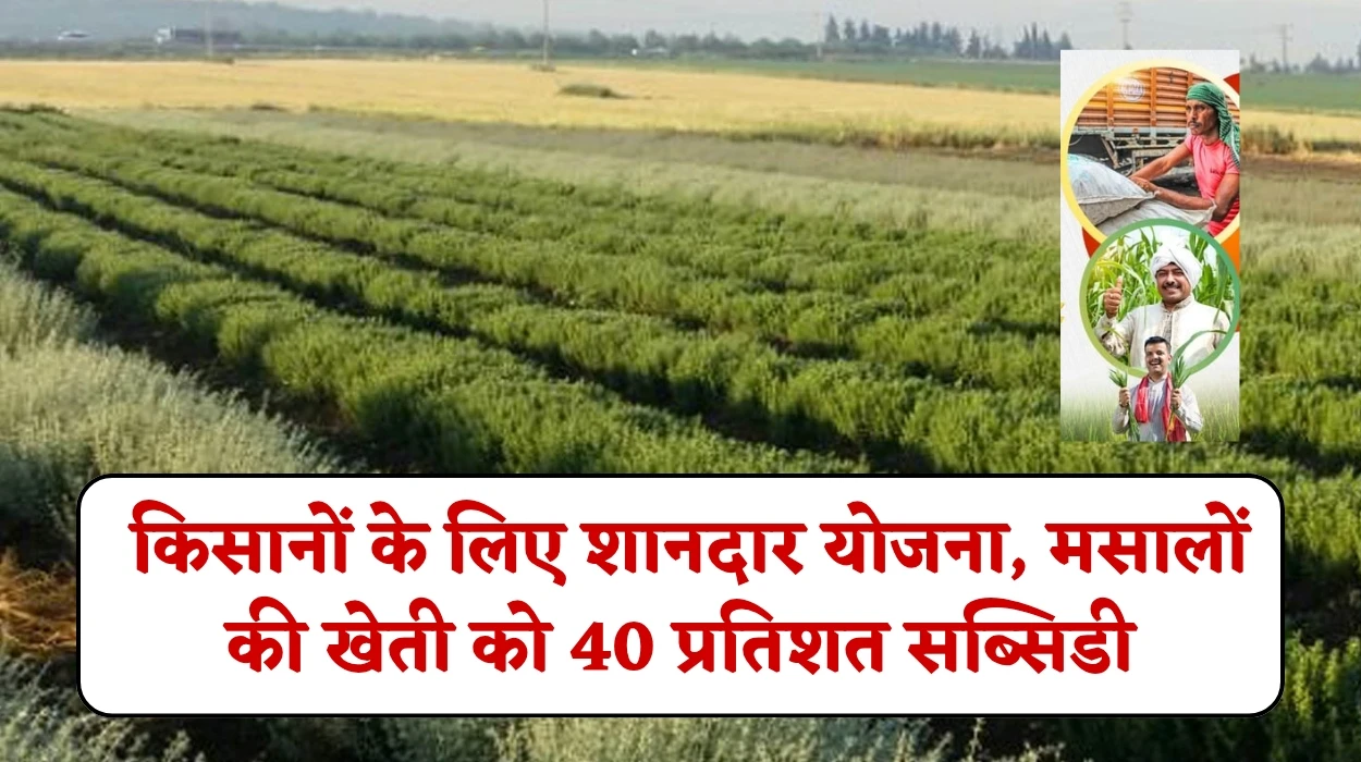 Bij Masala Yojana: किसानों के लिए शानदार योजना, राज्य सरकार देगी मसालों की खेती करने वालों को 40 प्रतिशत सब्सिडी, जानें आवेदन करने का प्रक्रिया
