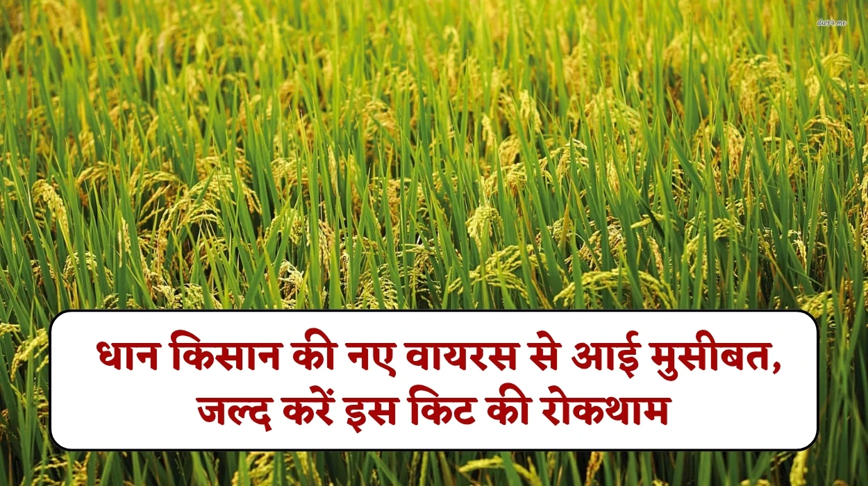 Fiji Virus in Rice Crop: धान किसान की नए वायरस से आई मुसीबत, जल्द करें इस किट की रोकथाम, नहीं तो फसल हो जाएगी बर्बाद