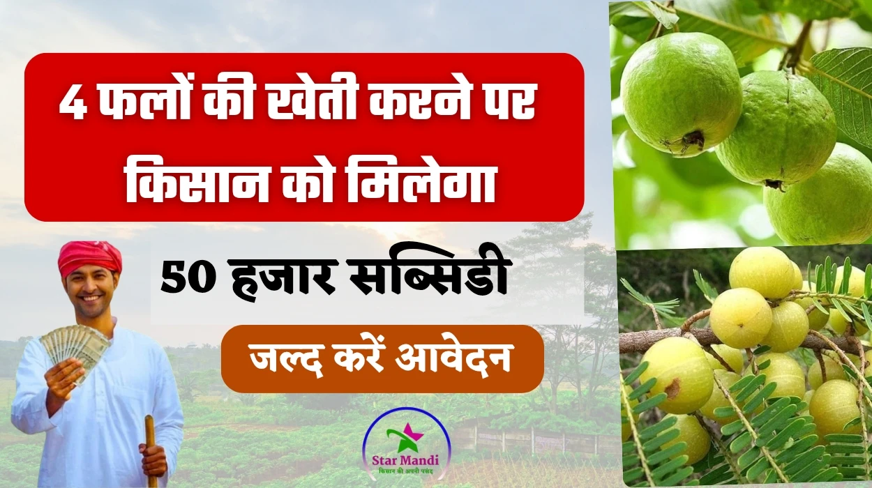 Fruit Farming Subsidy Scheme: किसानों के लिए बड़ी सौगात, 4 फलों की खेती करने पर राज्य सरकार से मिलेगी 50 हजार रुपए सब्सिडी, जानें जरूरी दस्तावेज