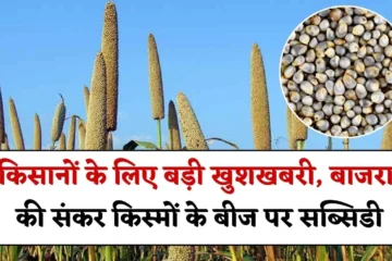 Hybrid Bajra Seed Subsidy: किसानों के लिए एक ओर बड़ी खुशखबरी, बाजरा की संकर किस्मों के बीज पर मिल रही सब्सिडी