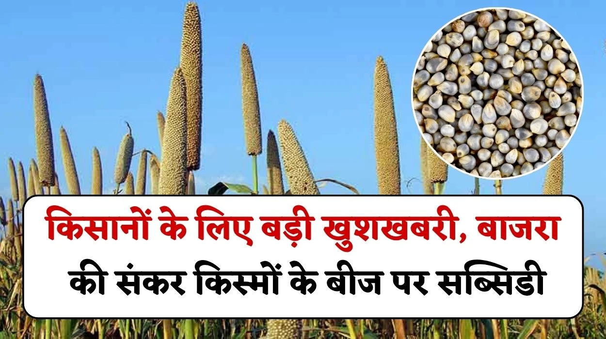 Hybrid Bajra Seed Subsidy: किसानों के लिए एक ओर बड़ी खुशखबरी, बाजरा की संकर किस्मों के बीज पर मिल रही सब्सिडी