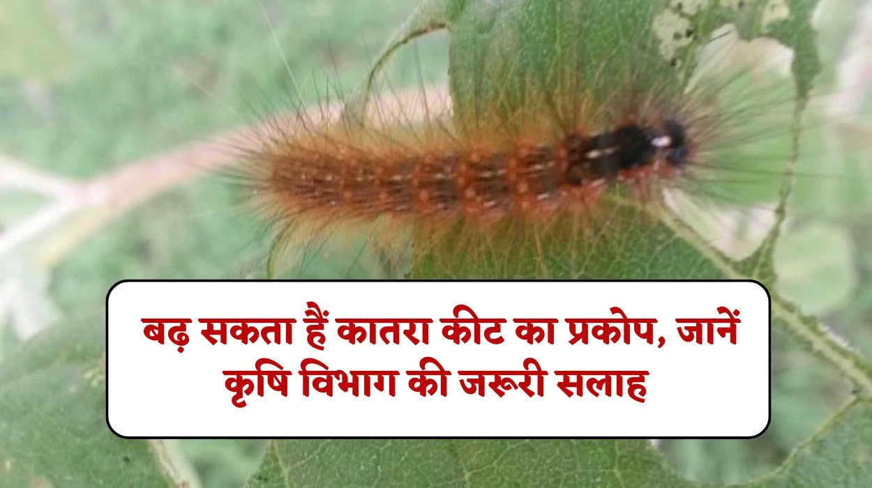 Infestation Crop Pest: किसान अभी से करें फसलों की सही देखभाल, बढ़ सकता हैं कातरा कीट का प्रकोप, जानें कृषि विभाग की जरूरी सलाह