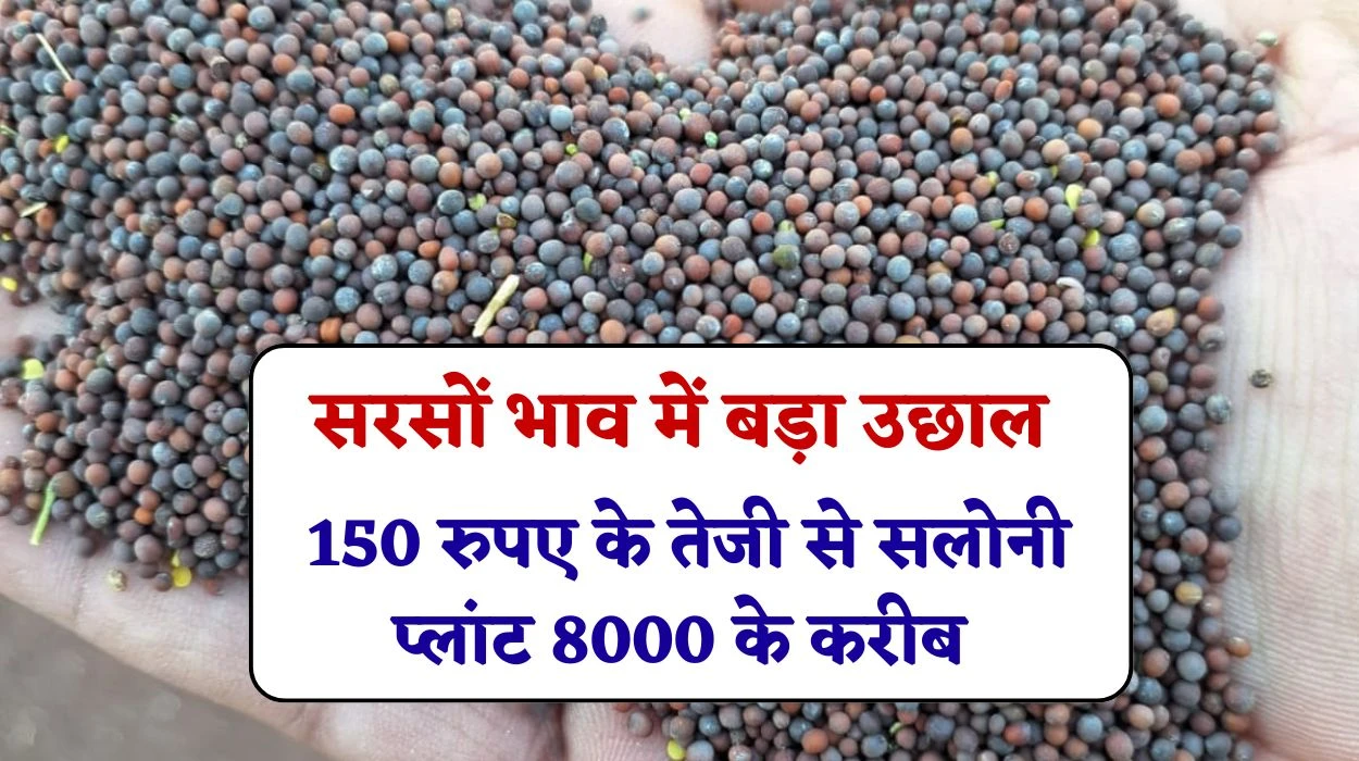 Mustard Price Update: सरसों भाव में बड़ा उछाल, 150 रुपए के तेजी से सलोनी प्लांट 8000 के करीब, आदमपुर, भट्ट मंडी सरसों 7000 के पार