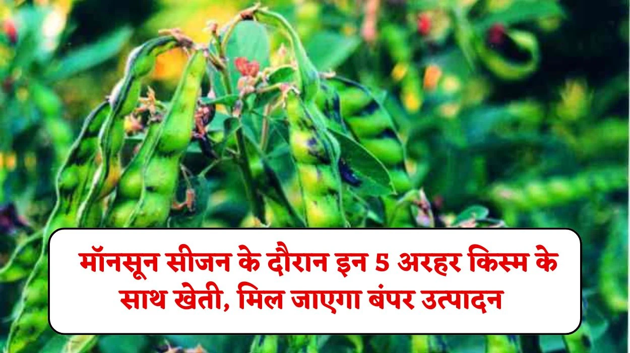 Top 5 Arhar varieties: किसान करें मॉनसून सीजन के दौरान इन 5 अरहर किस्म के साथ खेती, मिल जाएगा बंपर उत्पादन