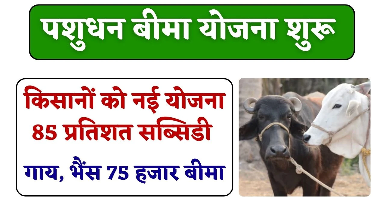 किसानों के लिए पशुधन बीमा योजना, नई योजना में 85 प्रतिशत सब्सिडी का लाभ, गाय व भैंस के लिए 75000 रुपए बीमा