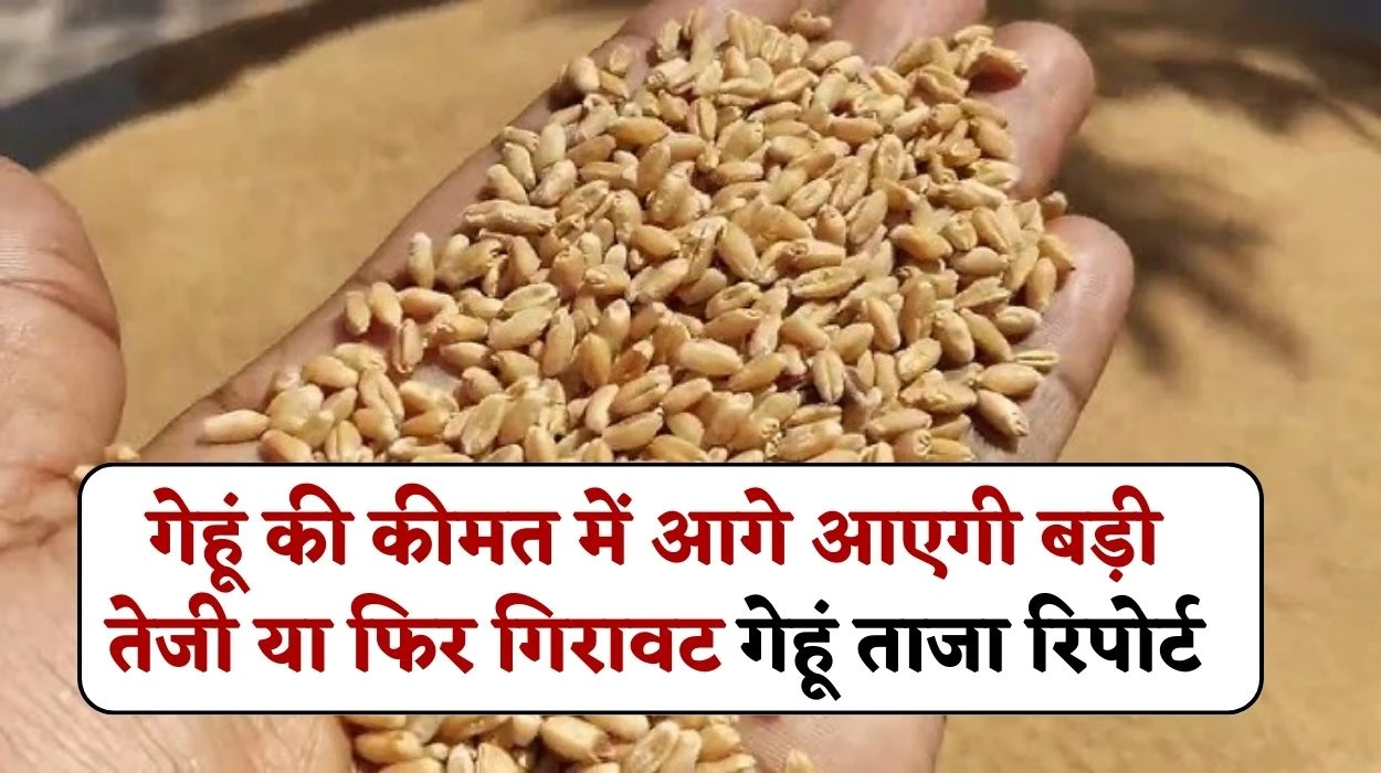 गेहूं की कीमत में आगे आएगी बड़ी तेजी या फिर गिरावट, जानें गेहूं बाजार ताजा रिपोर्ट