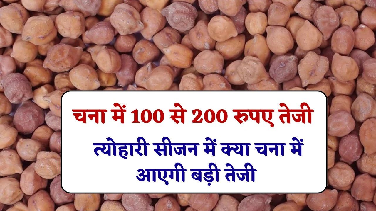 चना भाव में 100 से 200 रुपए की बढ़ोतरी, त्योहारी सीजन में क्या चना कीमत में आएगी बड़ी तेजी, जानें चना व्यापार विश्लेषण रिपोर्ट