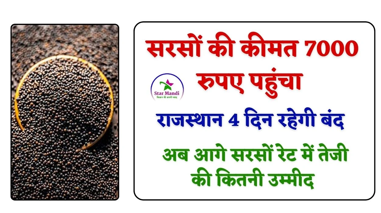 सरसों कीमत 7000 पहुंचा, राजस्थान में 4 दिन रहेगी बंद, अब आगे सरसों रेट में तेजी की कितनी उम्मीद, जानें सरसों मार्केट रिपोर्ट